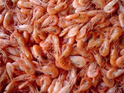 Shrimps kuwait ban