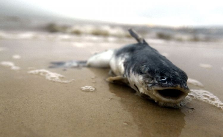 Mps-voice-concern-regarding-dead-fish-buyers-urged-to-beware-kuwait-fish-kill