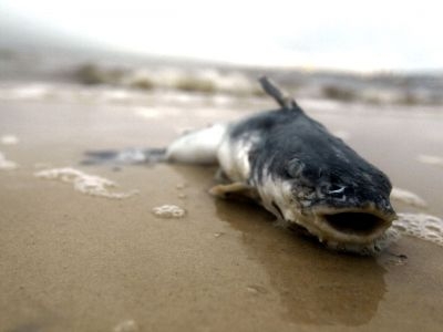 Mps-voice-concern-regarding-dead-fish-buyers-urged-to-beware-kuwait-fish-kill