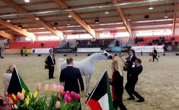 Sheikh-hamad-khaled-al-hamad-al-malik-al-sabahs-stallion-wins-gold-at-international-horse-show-the-tulip-cup-netherlands-2